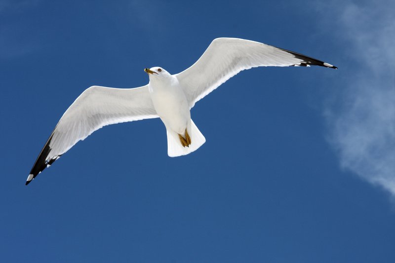 seagull1