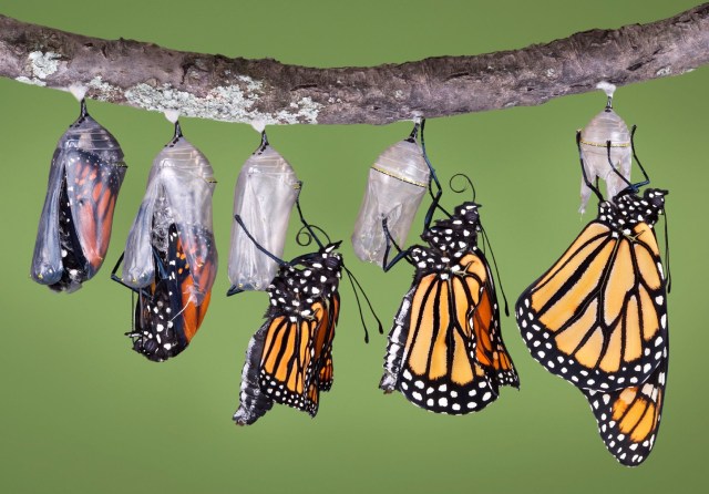 Butterflies-in-cocoons-emerging.jpg