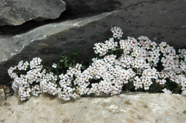 athos summit flowers