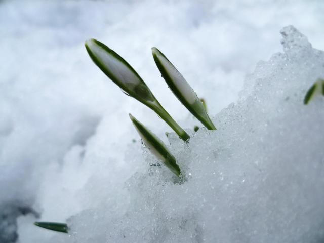 snowdrop-2