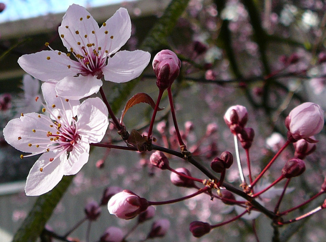 cherry_tree_flower_blossom_2_by_enchantedgal_stock