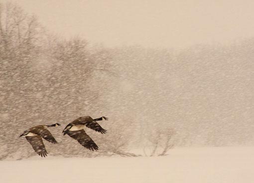 geese in a snowstorm.jpg