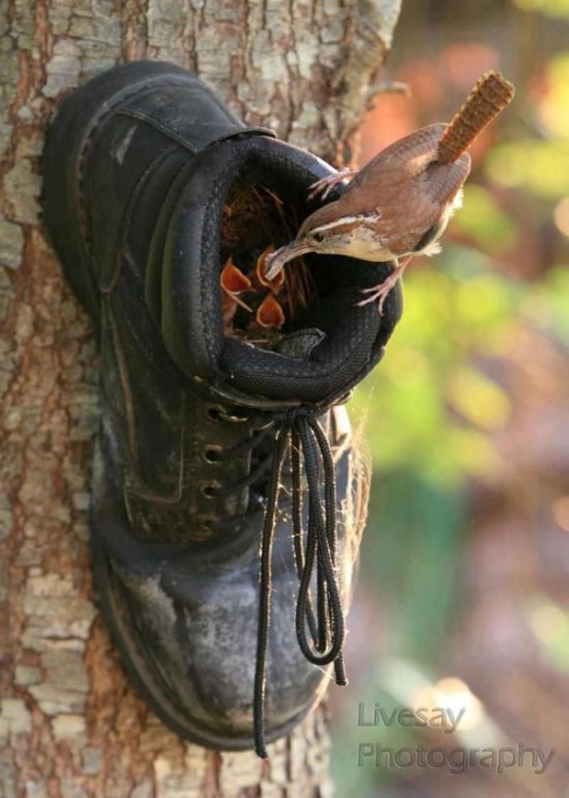 shoe nest