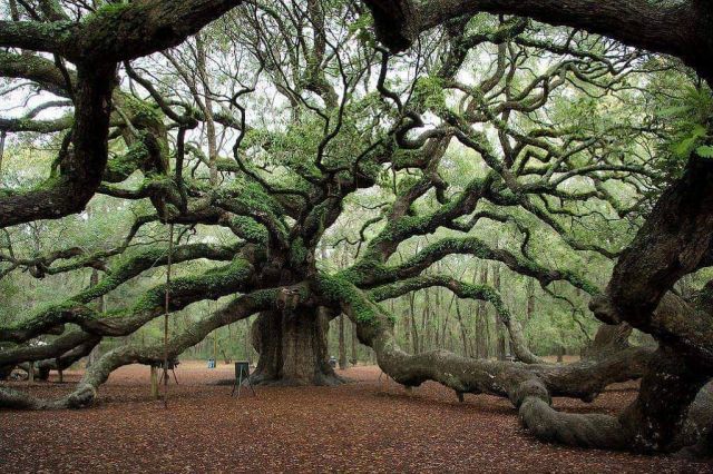 angel oak tree