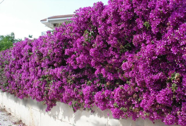 Bougainvillea-glabra3