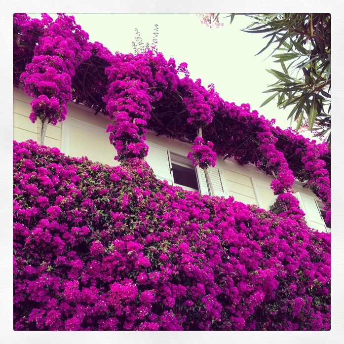 Bougainvillea2