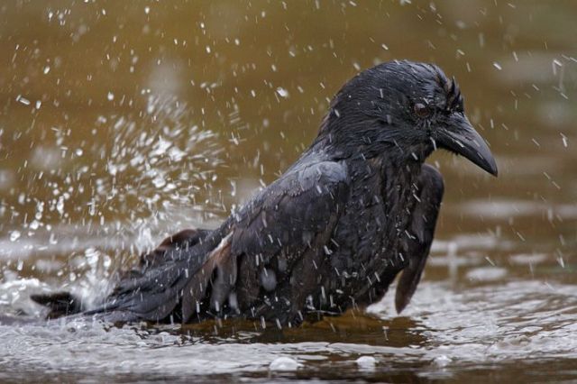 crow bathing in rain puddle
