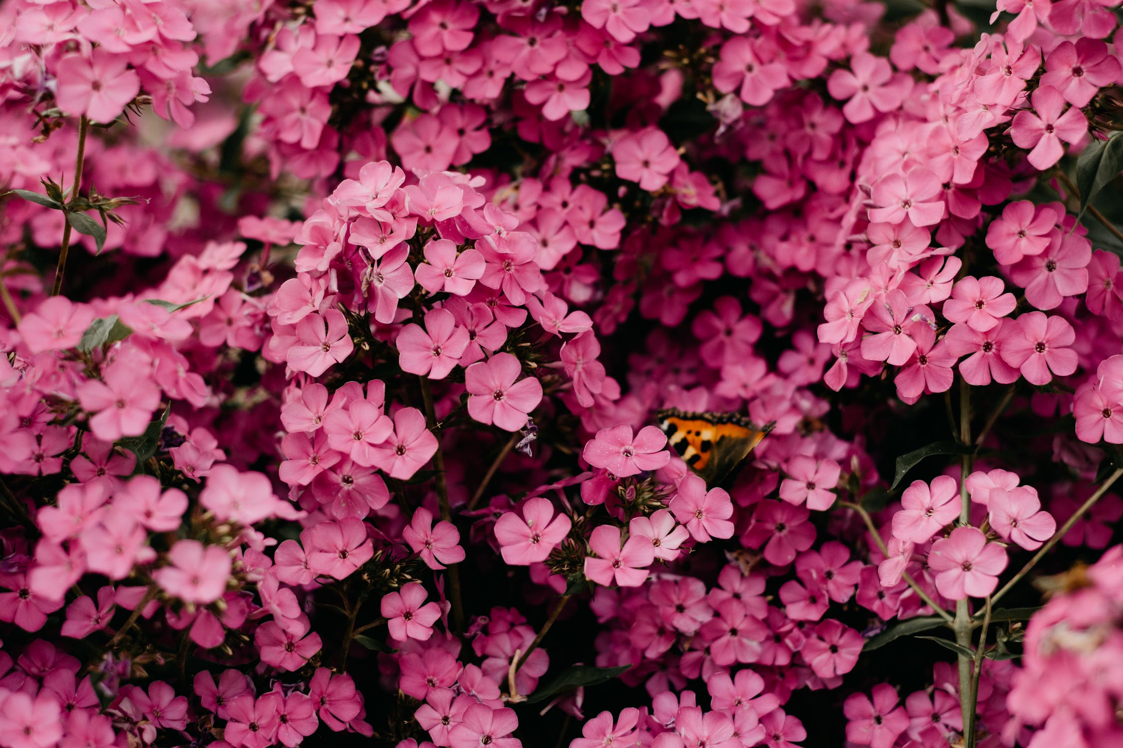 easter flowers2