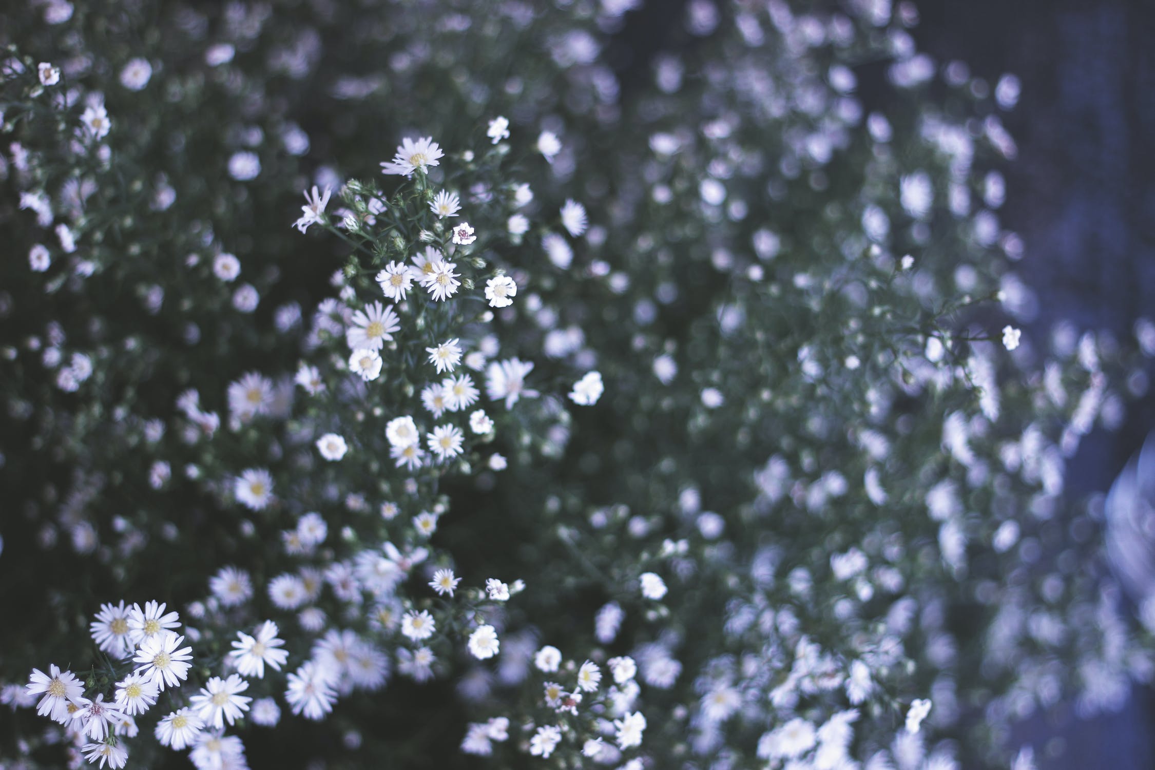 easter flowers3