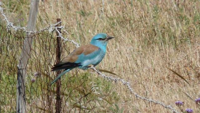 european_roller.lesbos_greece.30_april_2010_1