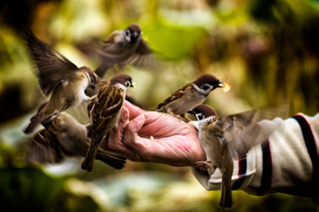 feeding birds