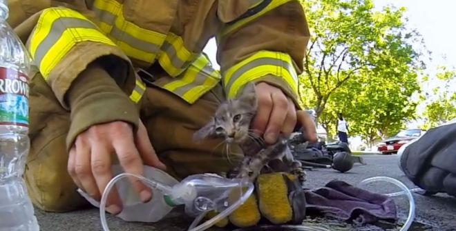 fireman saves kitten