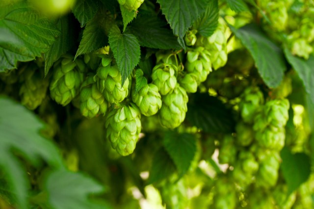 hops climber 5