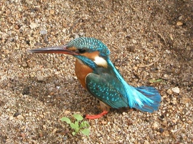 kingfisher2