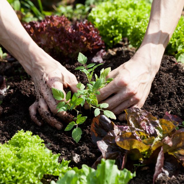 planting-vegetables-and-herbs
