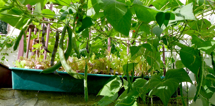 sunner beans climber 4