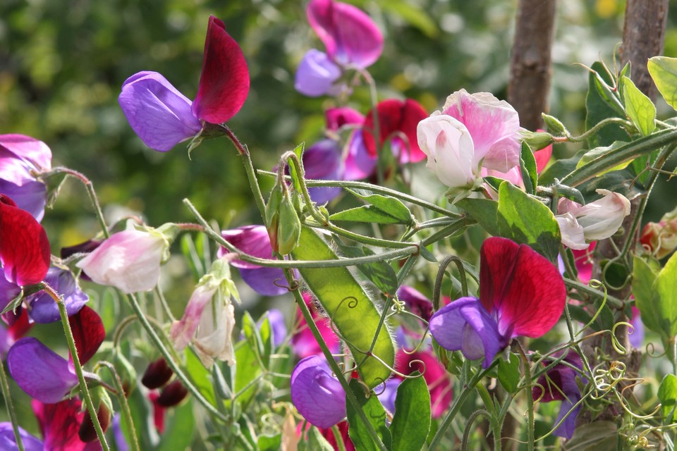sweet peas climber 13