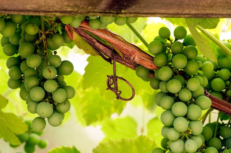 wine-grape-entwine-plant-climber-plant-grape-crop 8