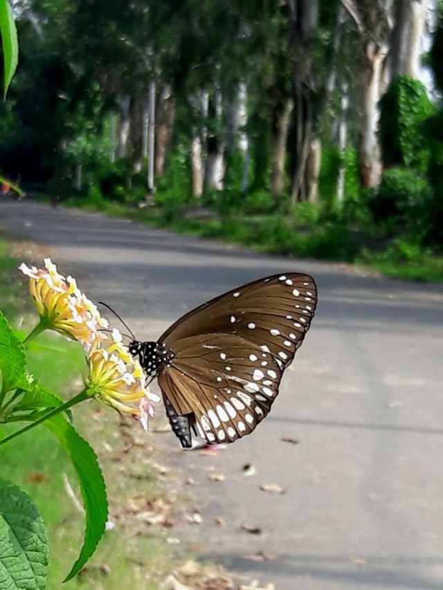 Butterfly