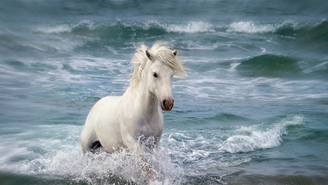 White-horse-in-the-sea-waves